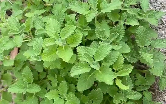 我的香橙薄荷和猫薄荷随拍,又一波寒潮来袭,秋天修剪过的薄荷最近又长