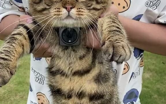 【猫咪视角看世界】用猫的视角来看看世界_哔哩哔哩_bilibili