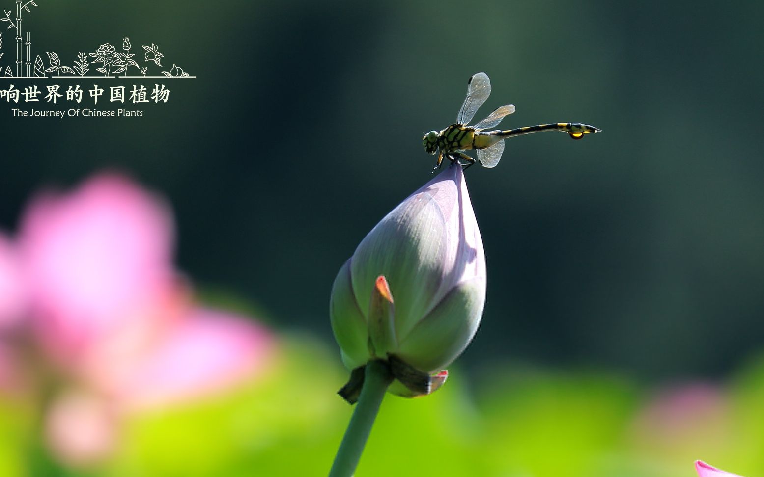 [图]《影响世界的中国植物》——第二集水稻