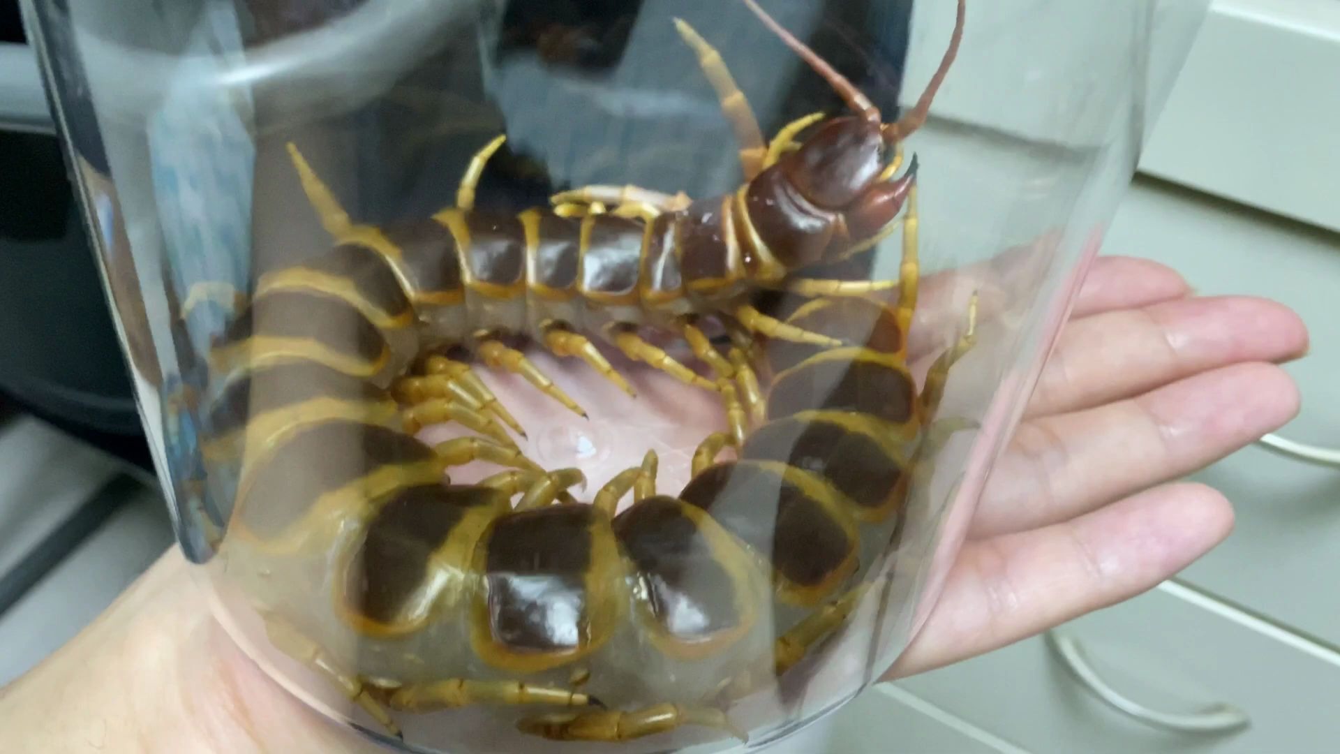 [图]Scolopendra gigantea(orange or gold or yellow leg) large adult fema