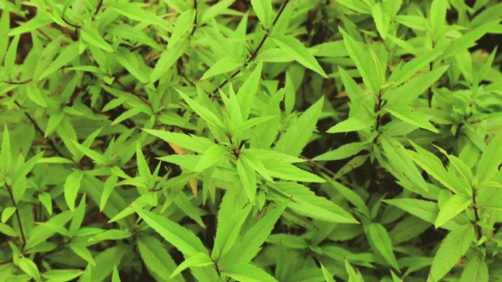 魅力中草药每日一药之佩兰