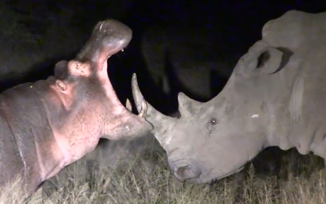 克鲁格的夜晚两大巨兽河马与犀牛的对决