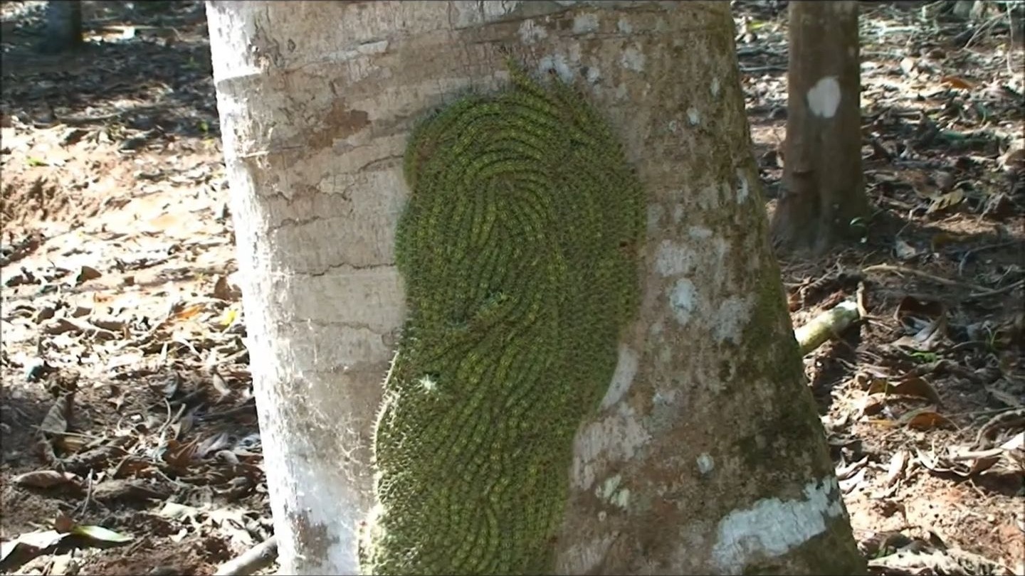 密集恐惧症勿进!这些绿色毛毛虫在树上排列的尽然有序!