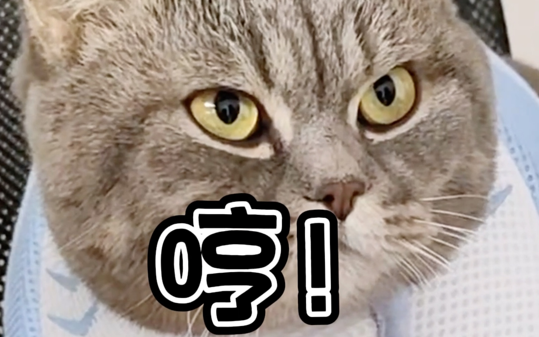 社恐小猫咪的社交日常