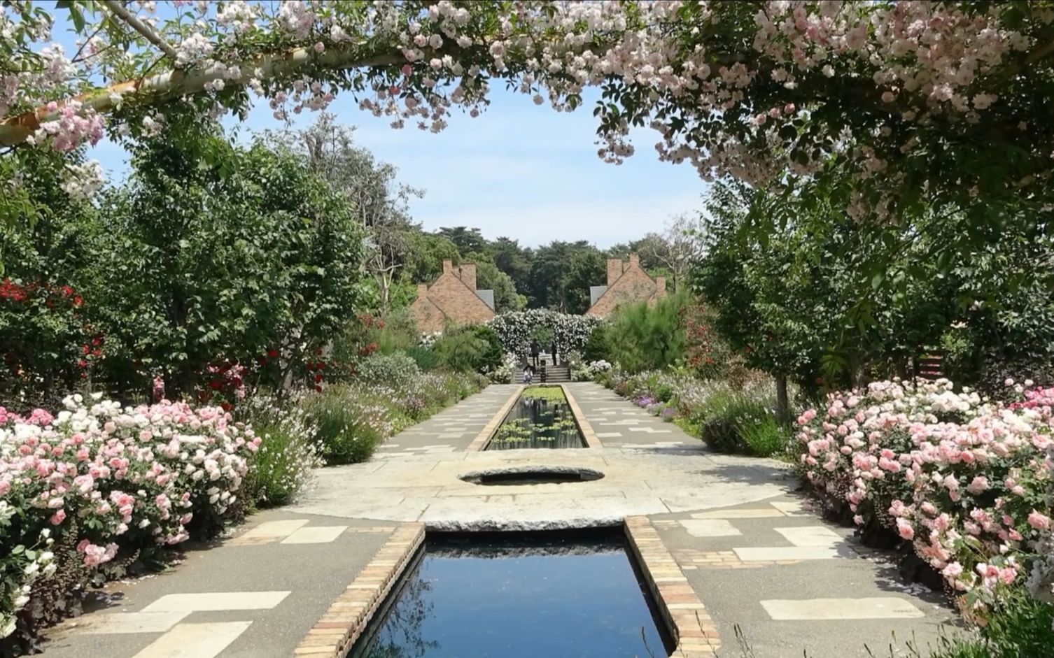 日本玫瑰园丨哇,月季花开的太美,景观有欧式花园的味道
