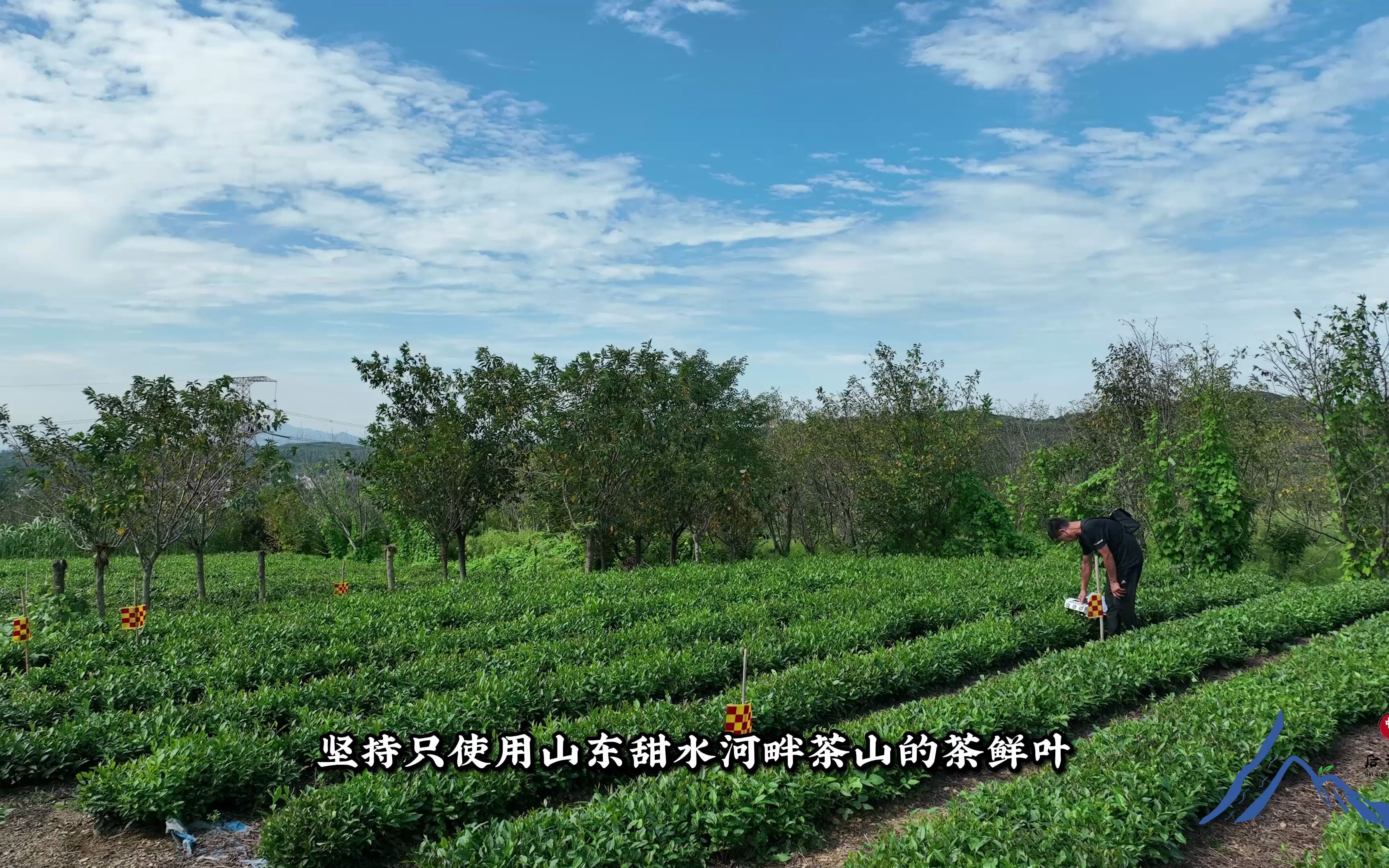 [图]抖创意，赢好茶，怎样才能吧山东茶推广出去？关注点赞从粉丝列表随机抽取送后河东茶一包