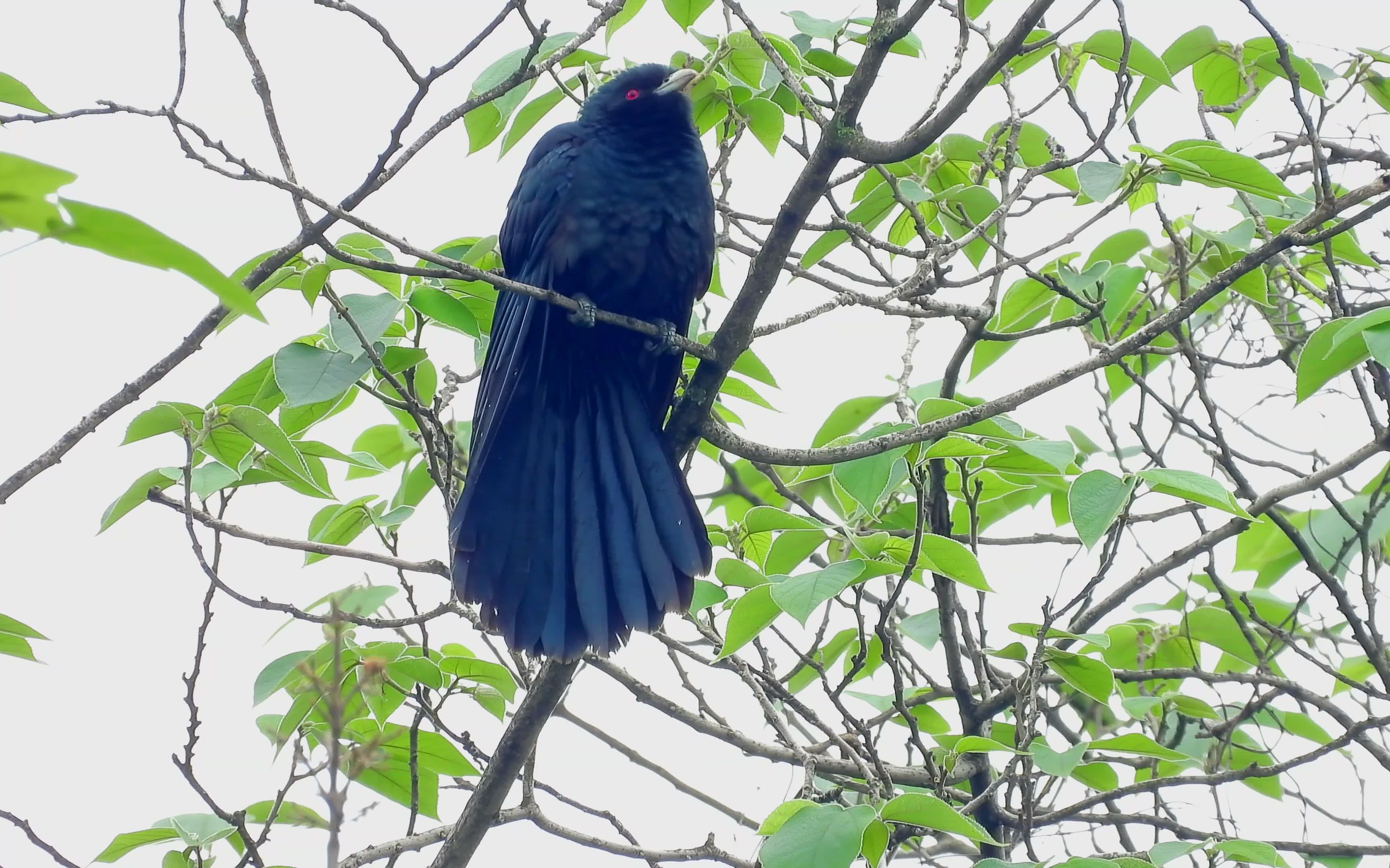 高清红眼睛噪鹃公鸟散开尾巴,可惜没有叫声