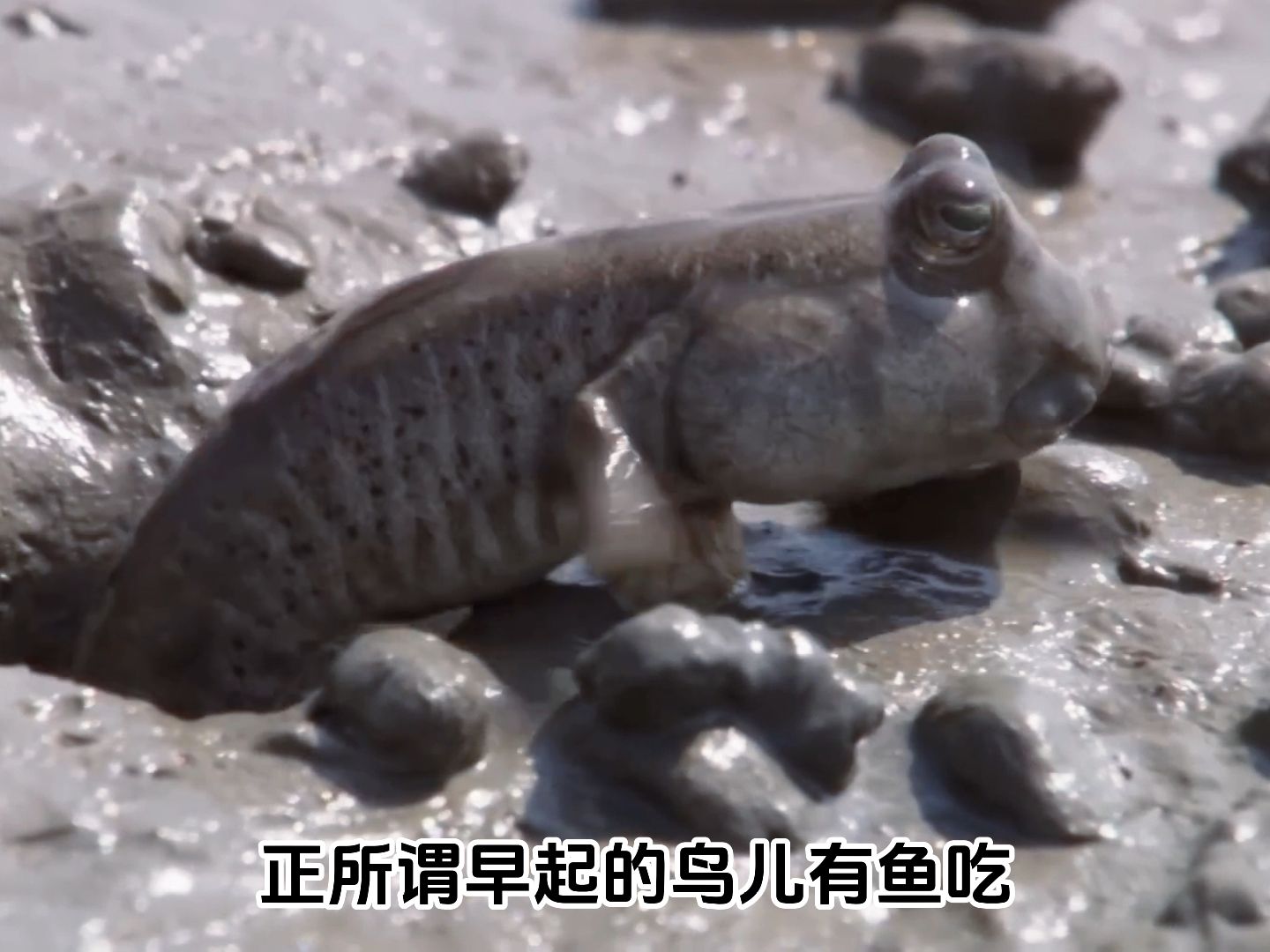 会跳科目三的弹涂鱼