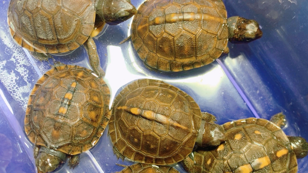 东部箱龟头苗,状态健康.