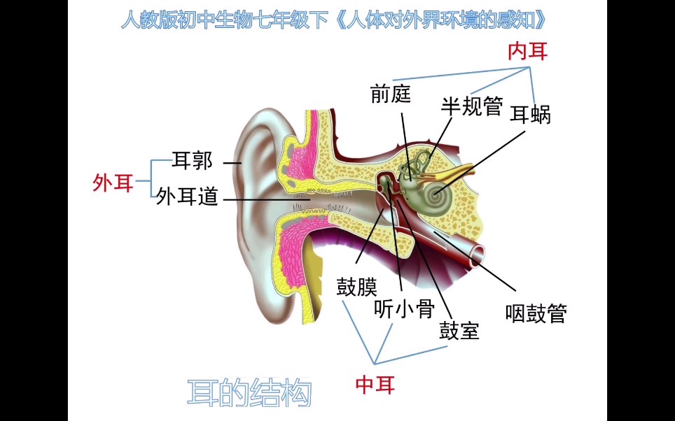 人教版初中生物七年级下册《人体对外界环境的感知》——结合模型讲解耳的结构,直观感知,突破重点.哔哩哔哩bilibili