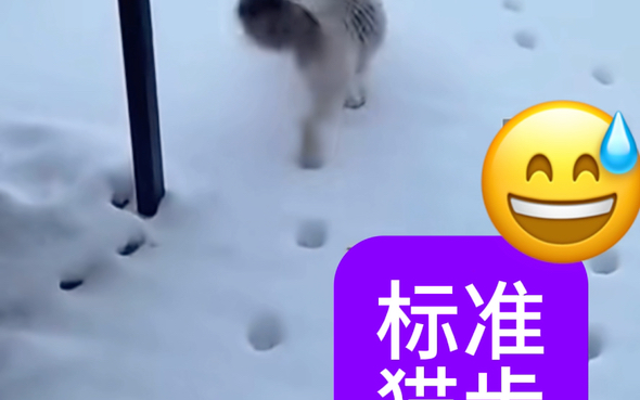 猫步由来哔哩哔哩bilibili