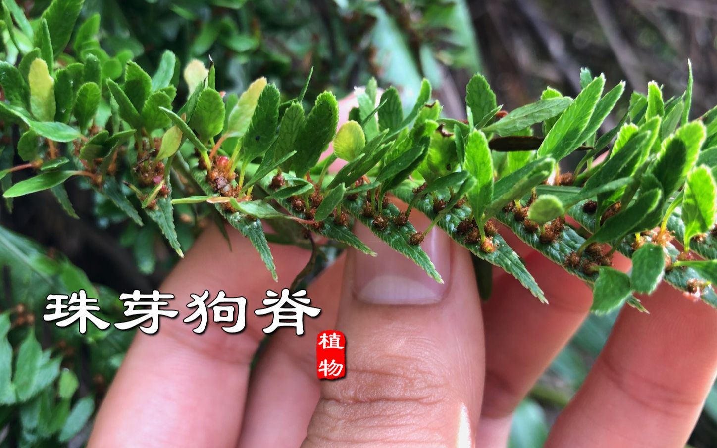 植物还能“胎生”?农村常见珠芽狗脊就是其中一种,都有谁认识?哔哩哔哩bilibili