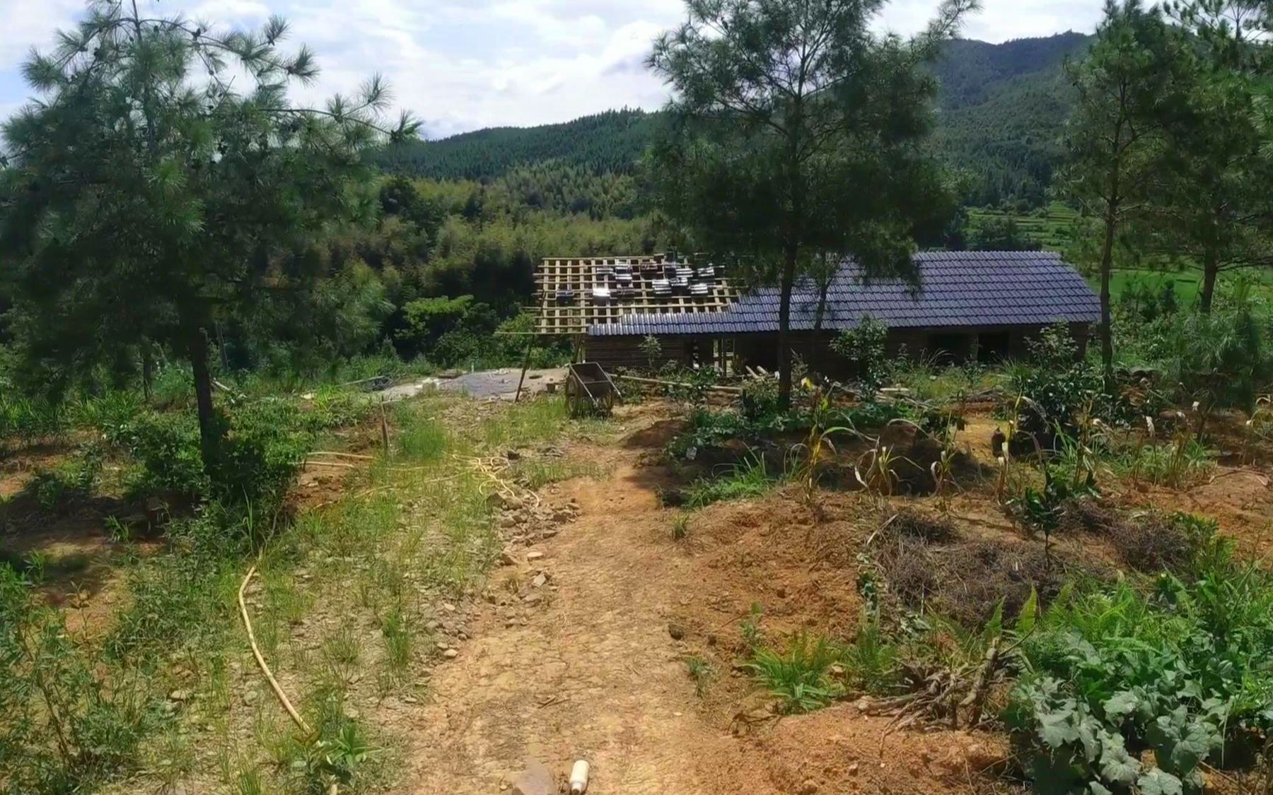 农村小伙承包了40亩山地,种脐橙跟养猪养鸡,这种模式能赚到钱吗