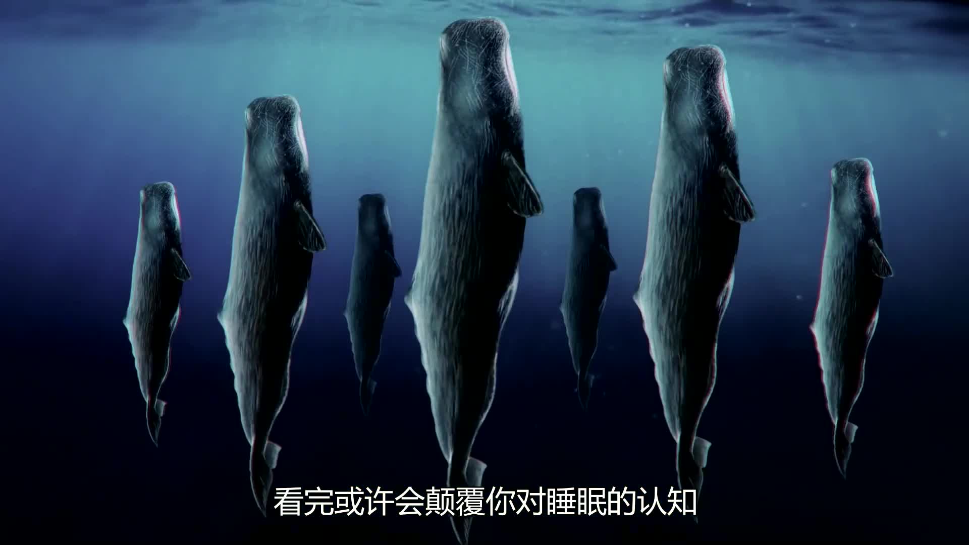 鲸在海里睡觉时为啥不会被憋死?