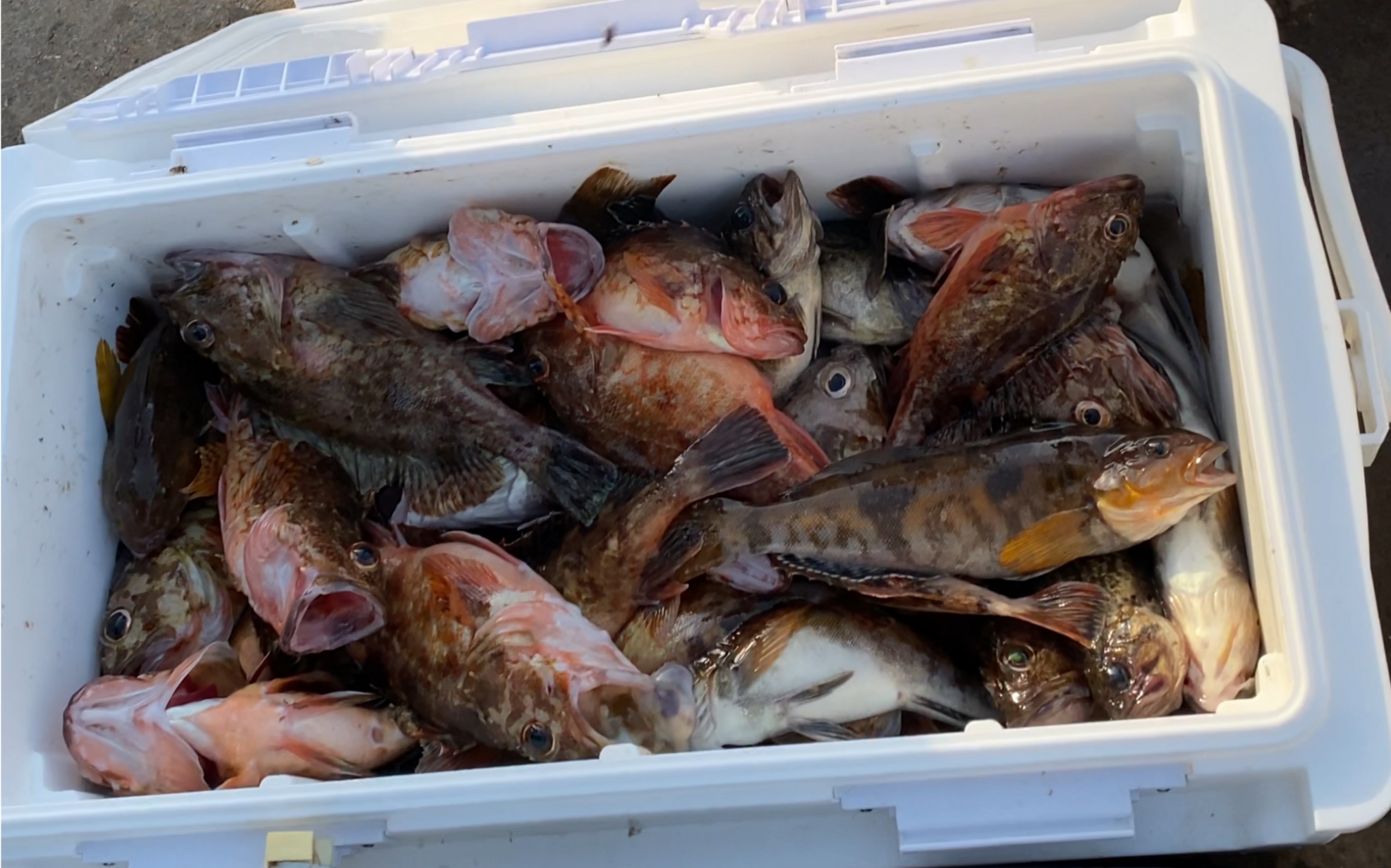 连云港海钓 day2 渔获