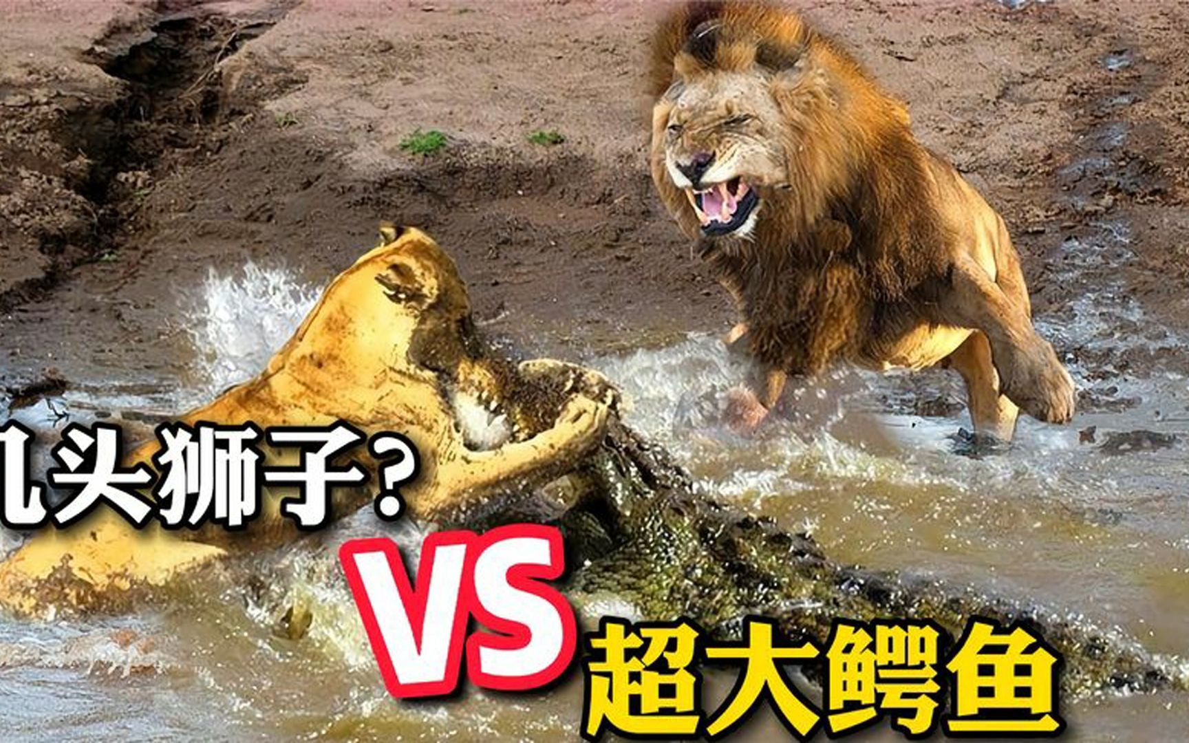 活动  虎后玛琪丽杀死的超大鳄鱼,换成狮子对付,需要几头呢?