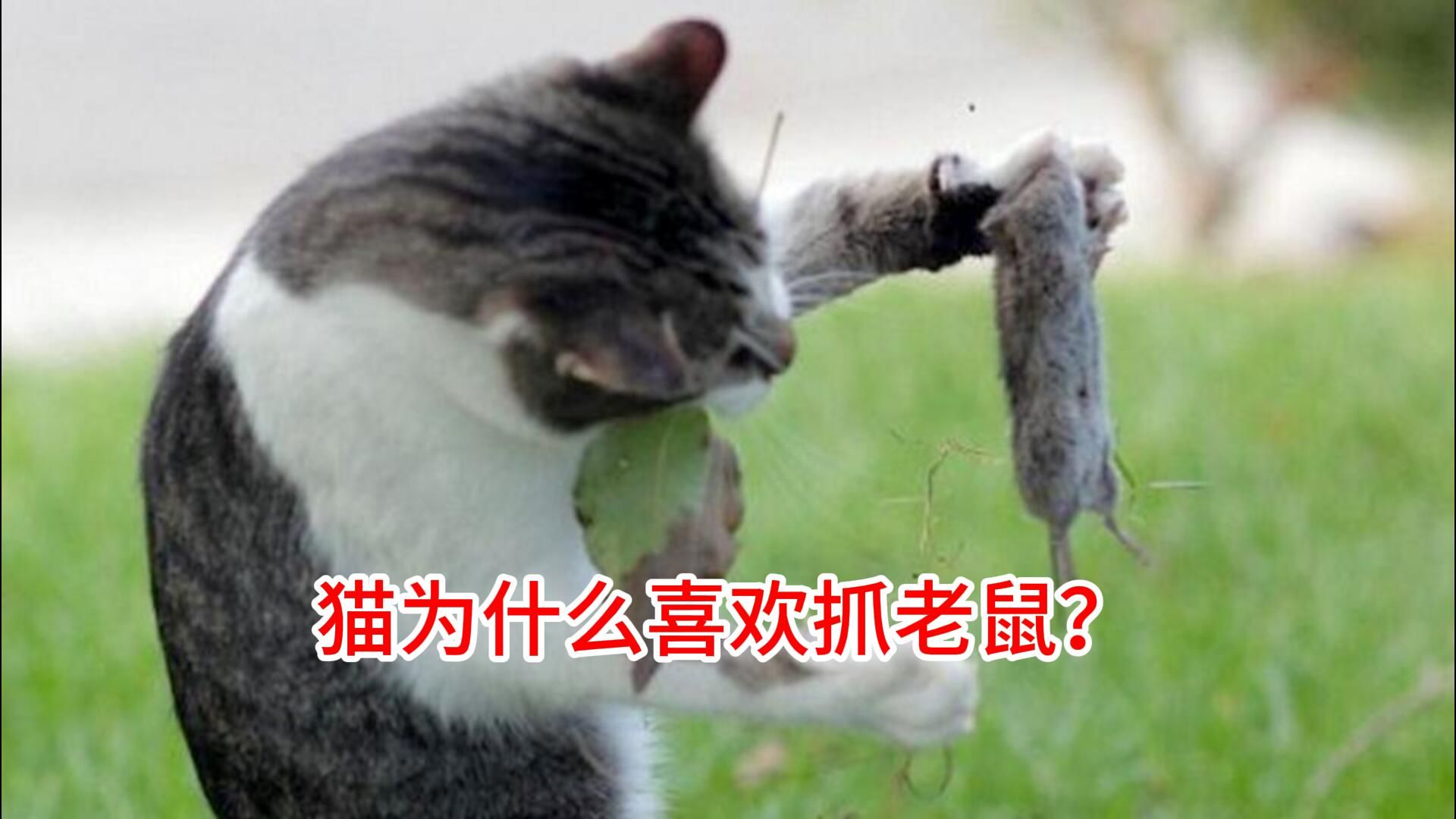 猫为什么喜欢抓老鼠?