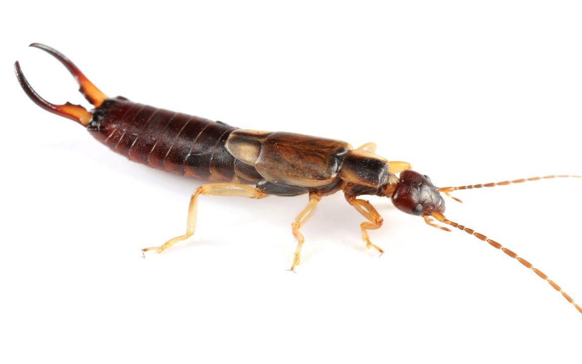 家栖昆虫系列谣传的耳夹子虫是真的蠼螋到底会钻进人的耳朵里吗