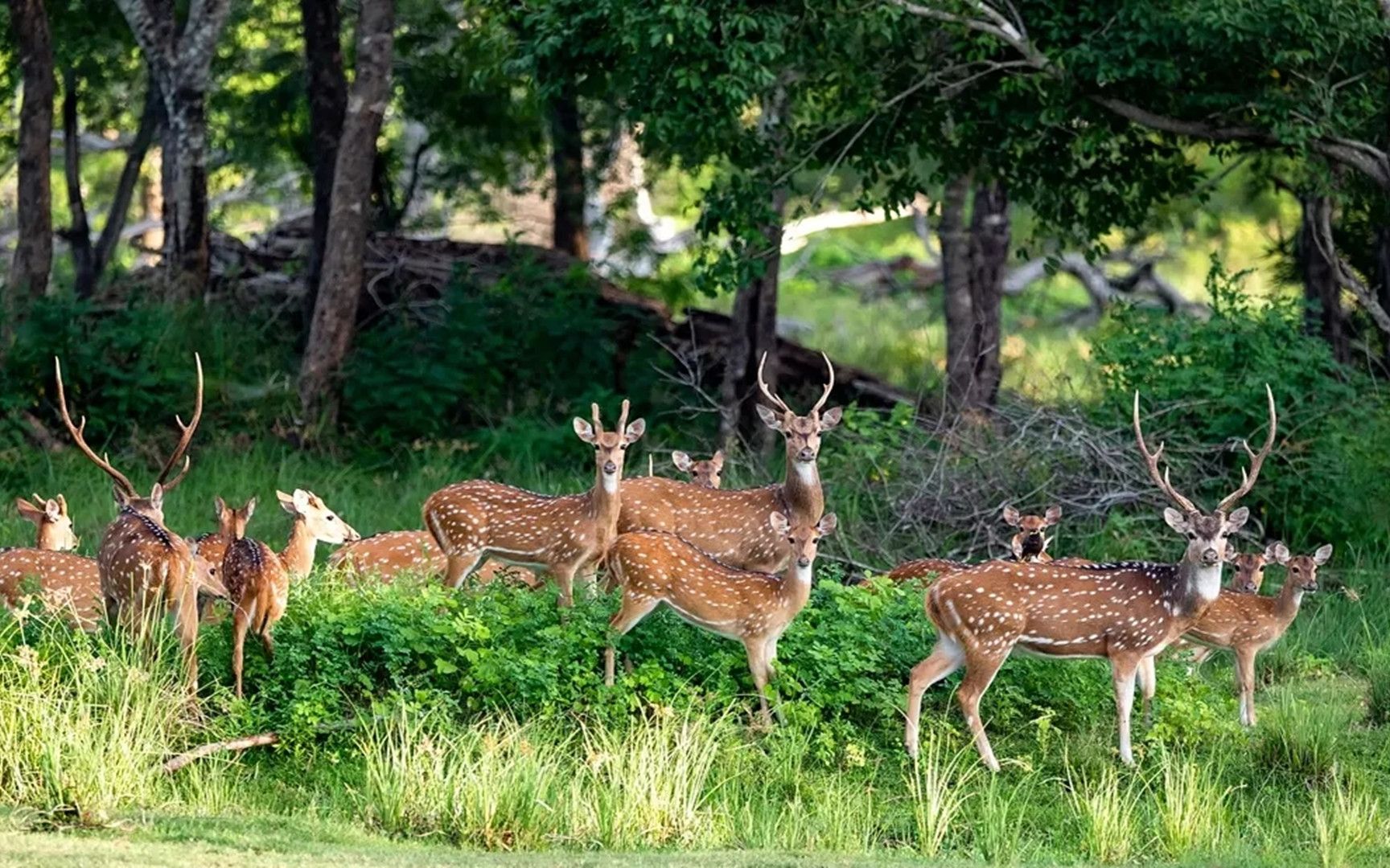新冠在北美鹿群中传播数百只鹿检测阳性体内病毒变异与人一致