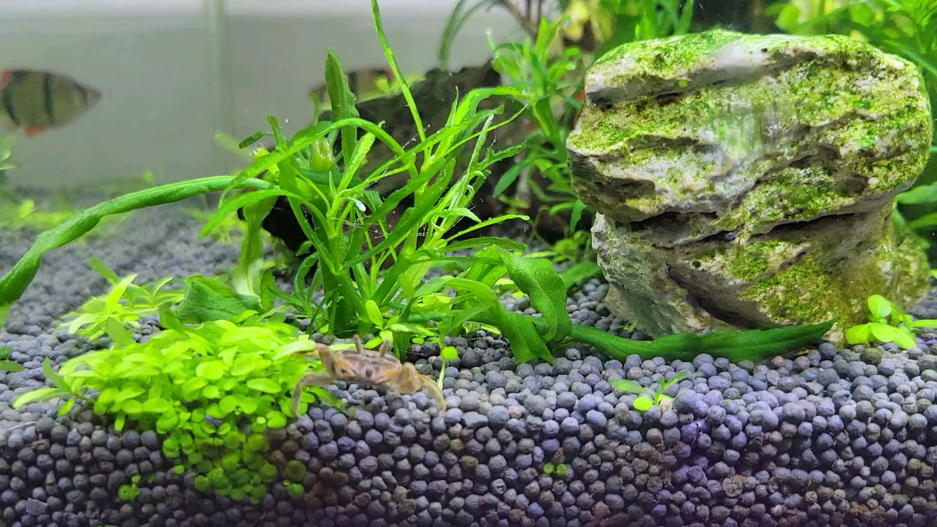 缸底辣椒蟹第三天