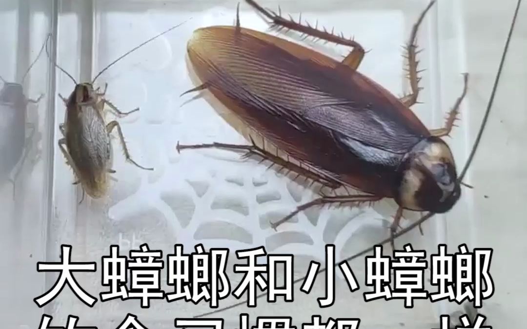 灭蟑粉能灭掉南方大蟑螂吗?不管是大蟑螂小蟑螂,都要吃东西.
