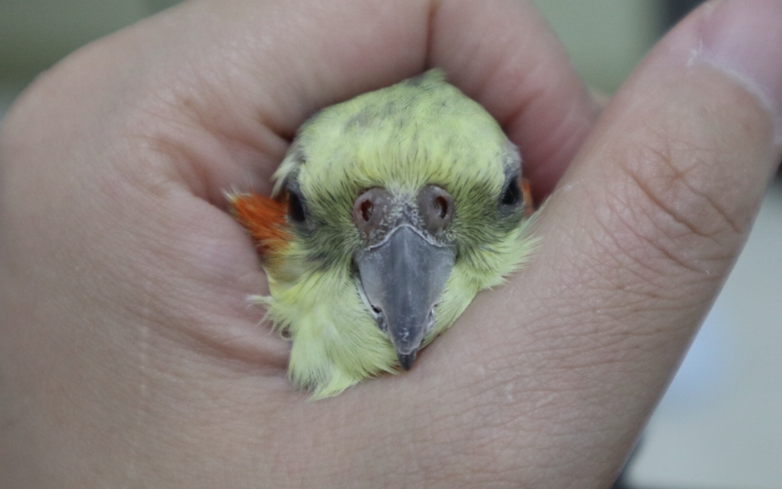 玄凤鹦鹉大黄脸的蜕变记录一只平凡走地鸡的蜕变伦家真的是蓝孩纸了啦