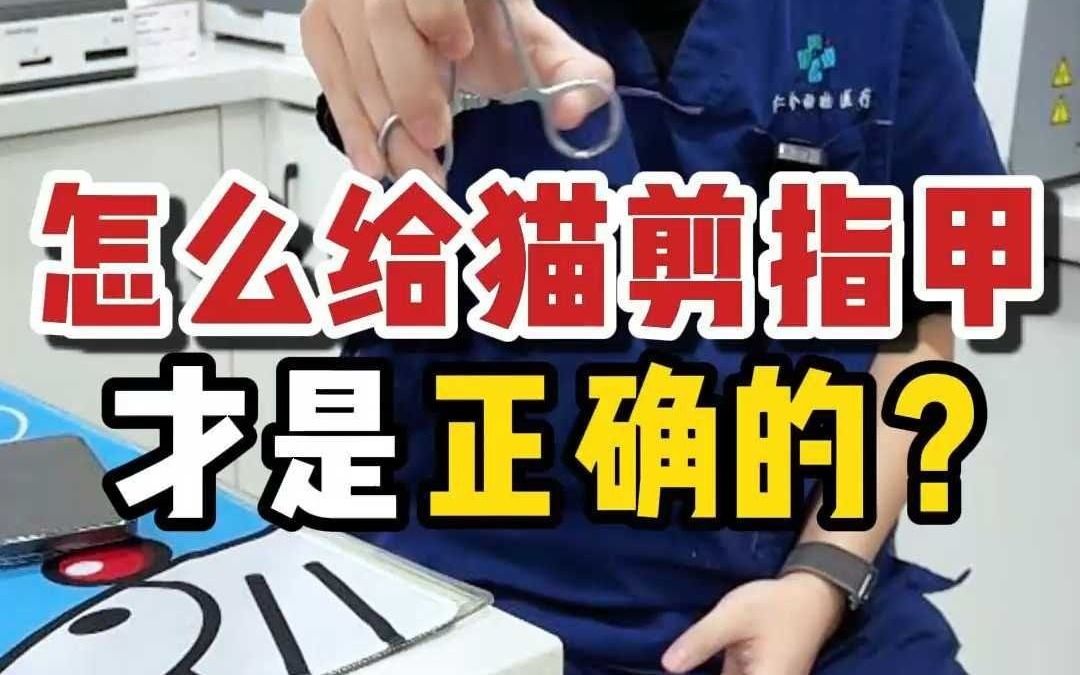 怎么给猫剪指甲才是正确的?哔哩哔哩bilibili