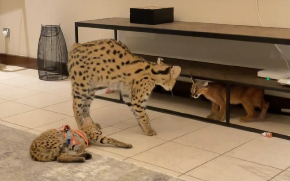 活动作品薮猫vs狞猫