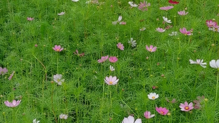 [图]治愈的花儿朵朵，风儿飘飘