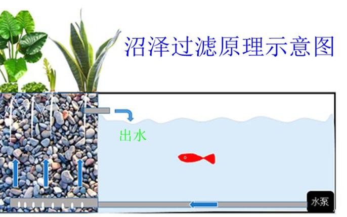 简单的沼泽过滤以及鱼