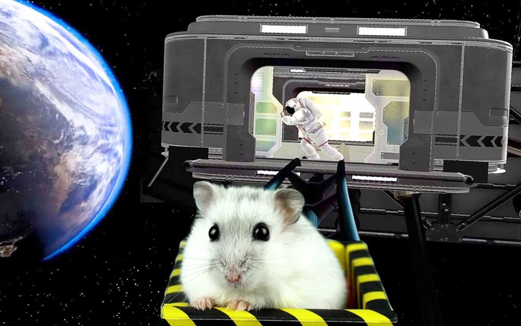 小仓鼠玩游戏:太空基地过山车大挑战,仓鼠无所畏惧勇往直前