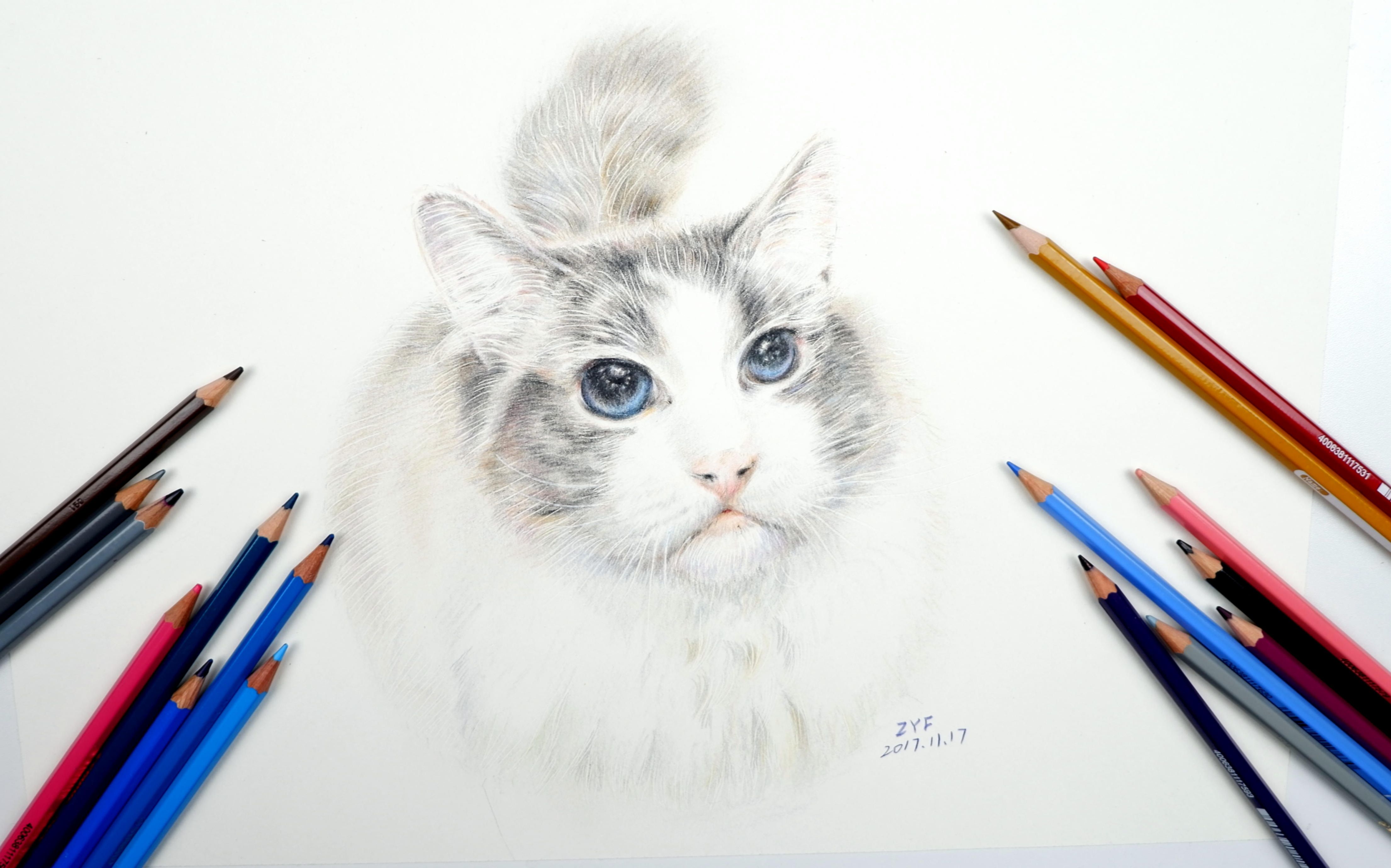 【彩铅手绘】布偶猫