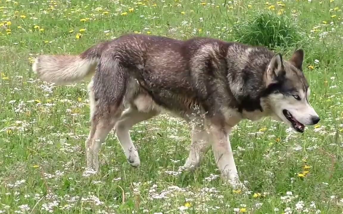 十大雪橇犬 最佳寒冷天气犬种哔哩哔哩bilibili