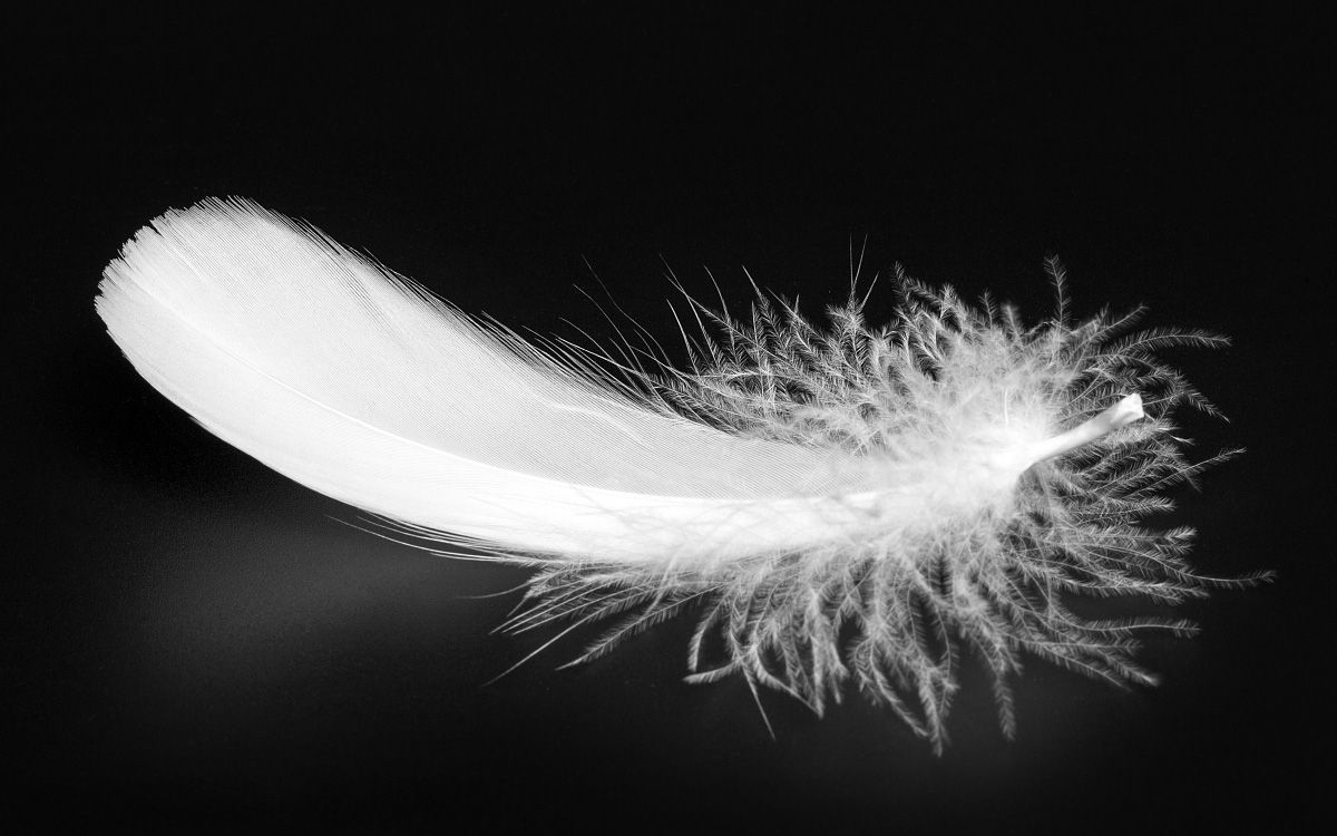 ps抠取法抠取羽毛靠设计赚到钱为王