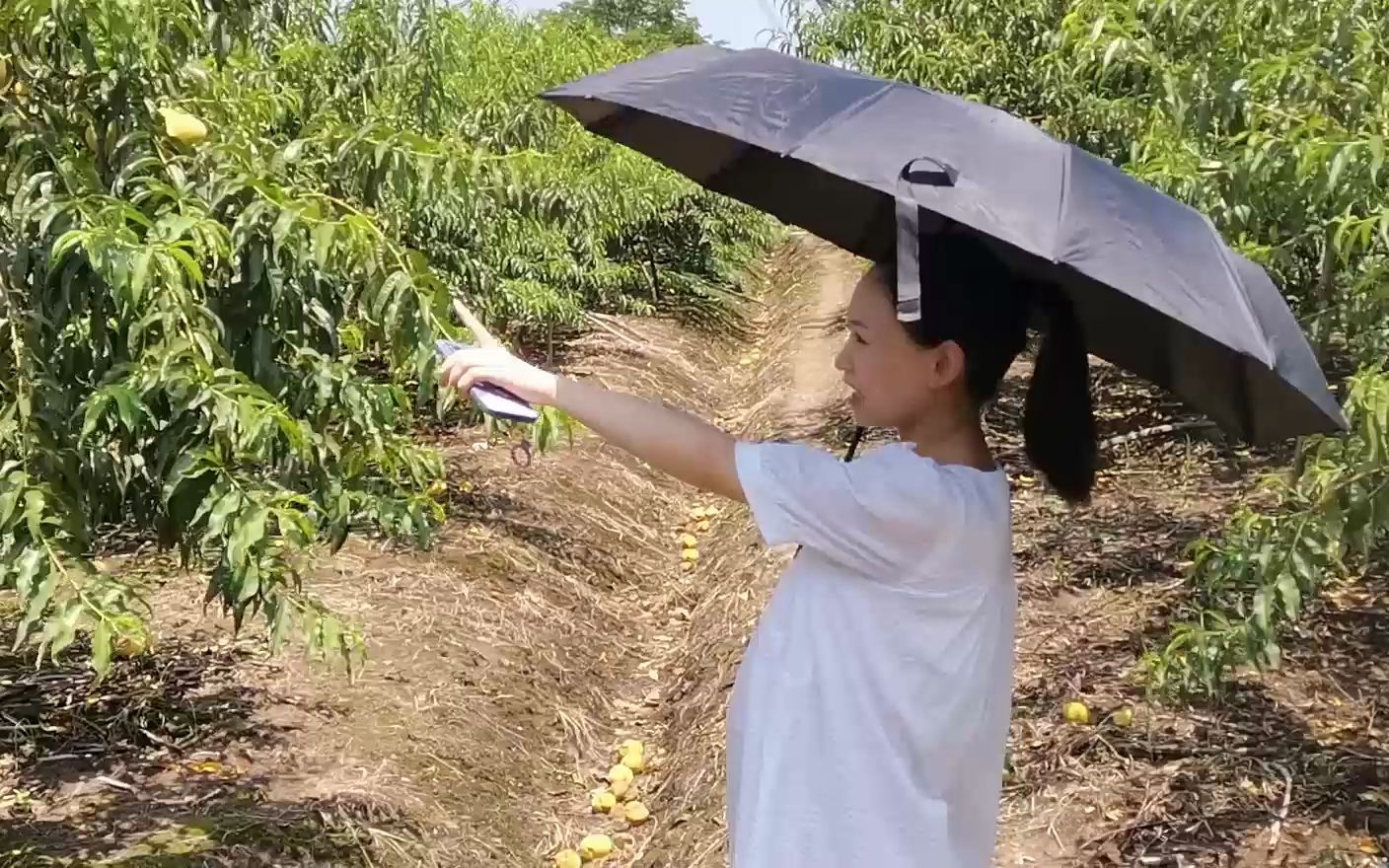 [图]家乡锦绣黄桃初尝鲜 回村扫荡游记