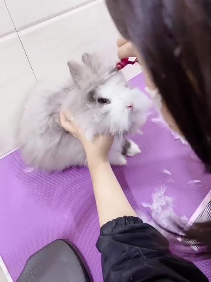 盖脸猫猫兔美容哔哩哔哩bilibili