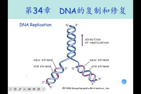 《DNA的复制和修复》事无巨细讲！（1）