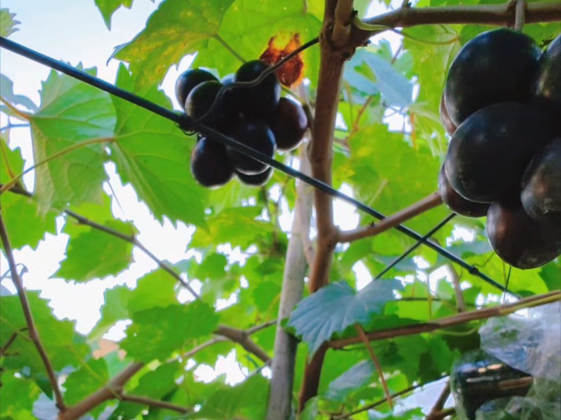 品尝圆叶葡萄,感受大自然的甜蜜拥抱.