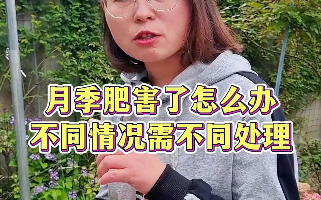 月季肥害了怎么办?不同情况,需不同处理,千万不要搞错了哔哩哔哩bilibili