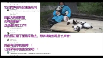 Download Video: 可爱预警！老外看中国熊猫宝宝奶叫声，外国网友：一群撒娇大王!