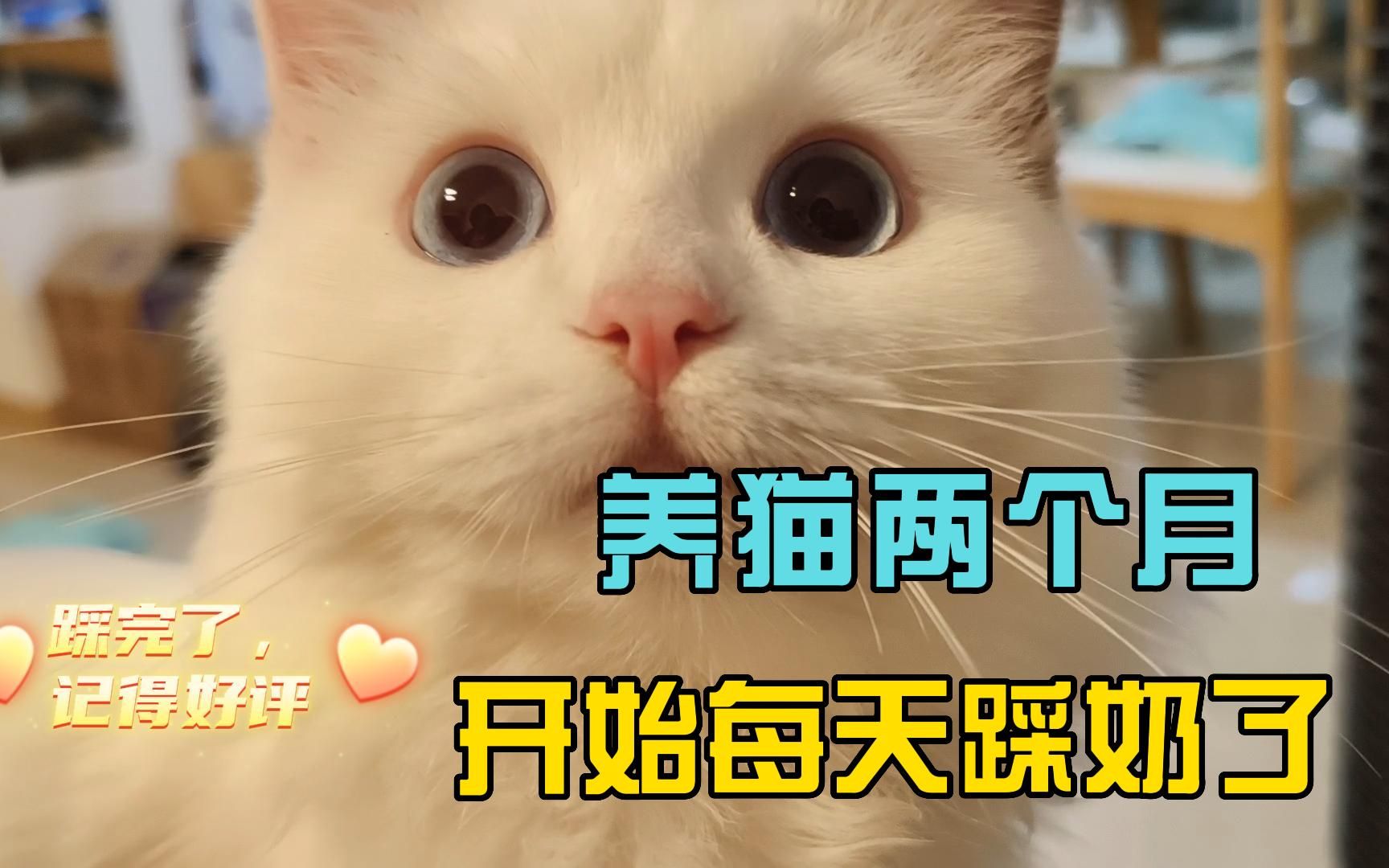 按摩工猫上线/养了两个月的布偶猫会有多粘人?哔哩哔哩bilibili