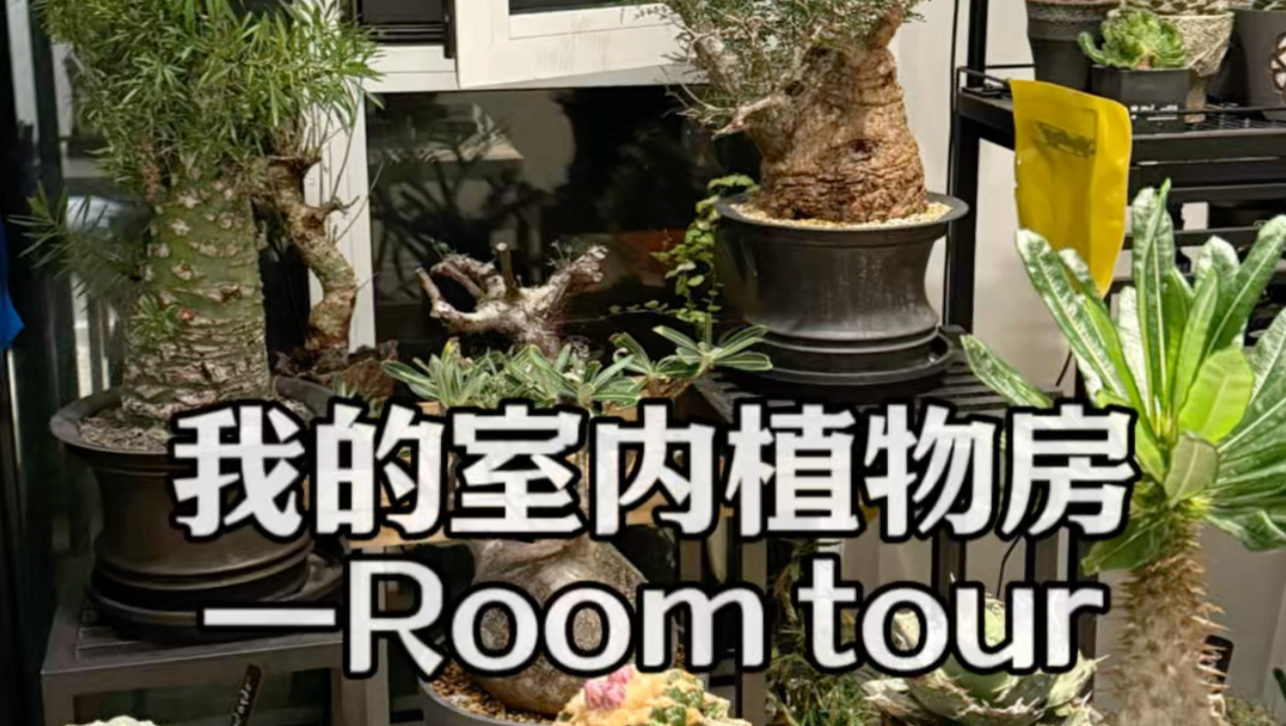 块根植物我的室内植物room tour哔哩哔哩bilibili