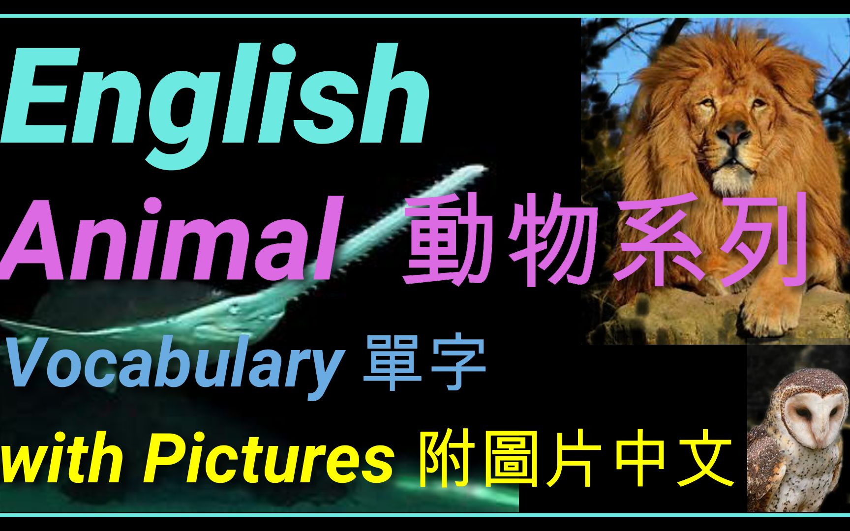 动物相关的英文单词  有可爱的动物图片哦 Animal  English哔哩哔哩bilibili