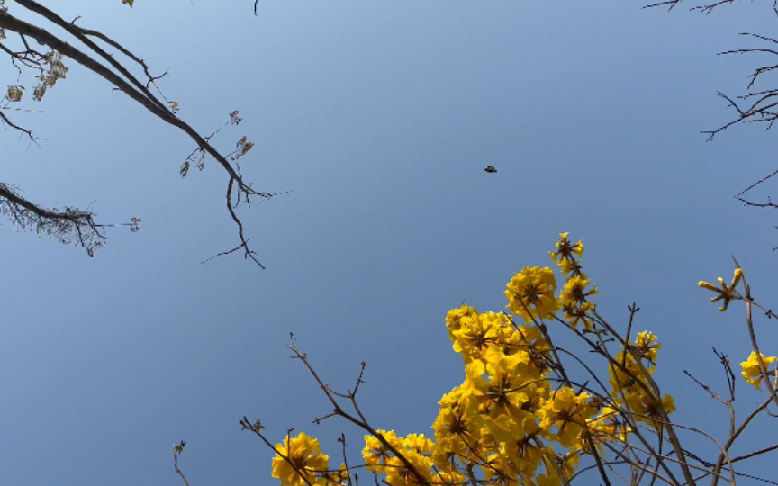 又是黄花烂漫时