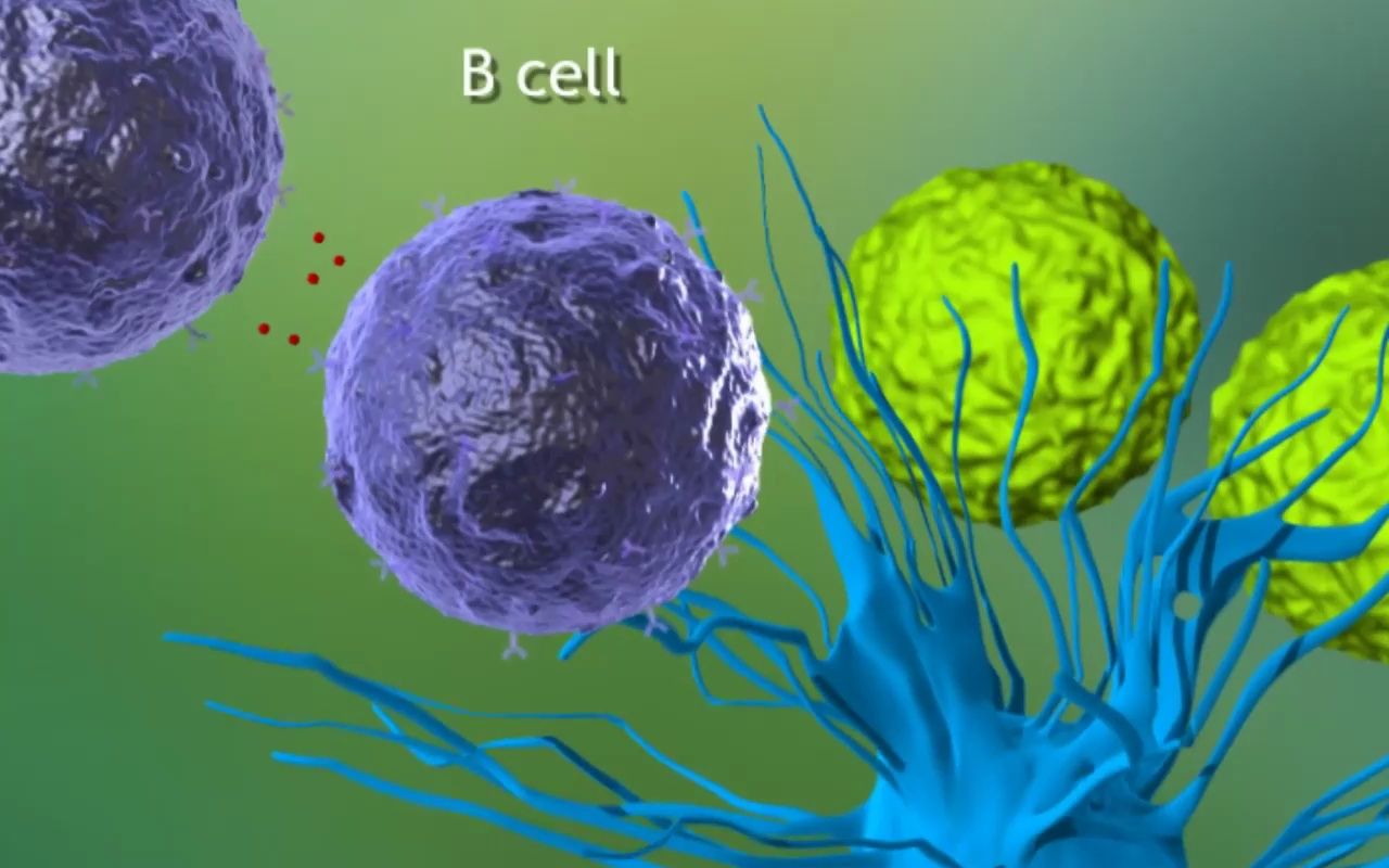 immunology complete 免疫过程全讲解 坎贝尔生物学 campbell biology