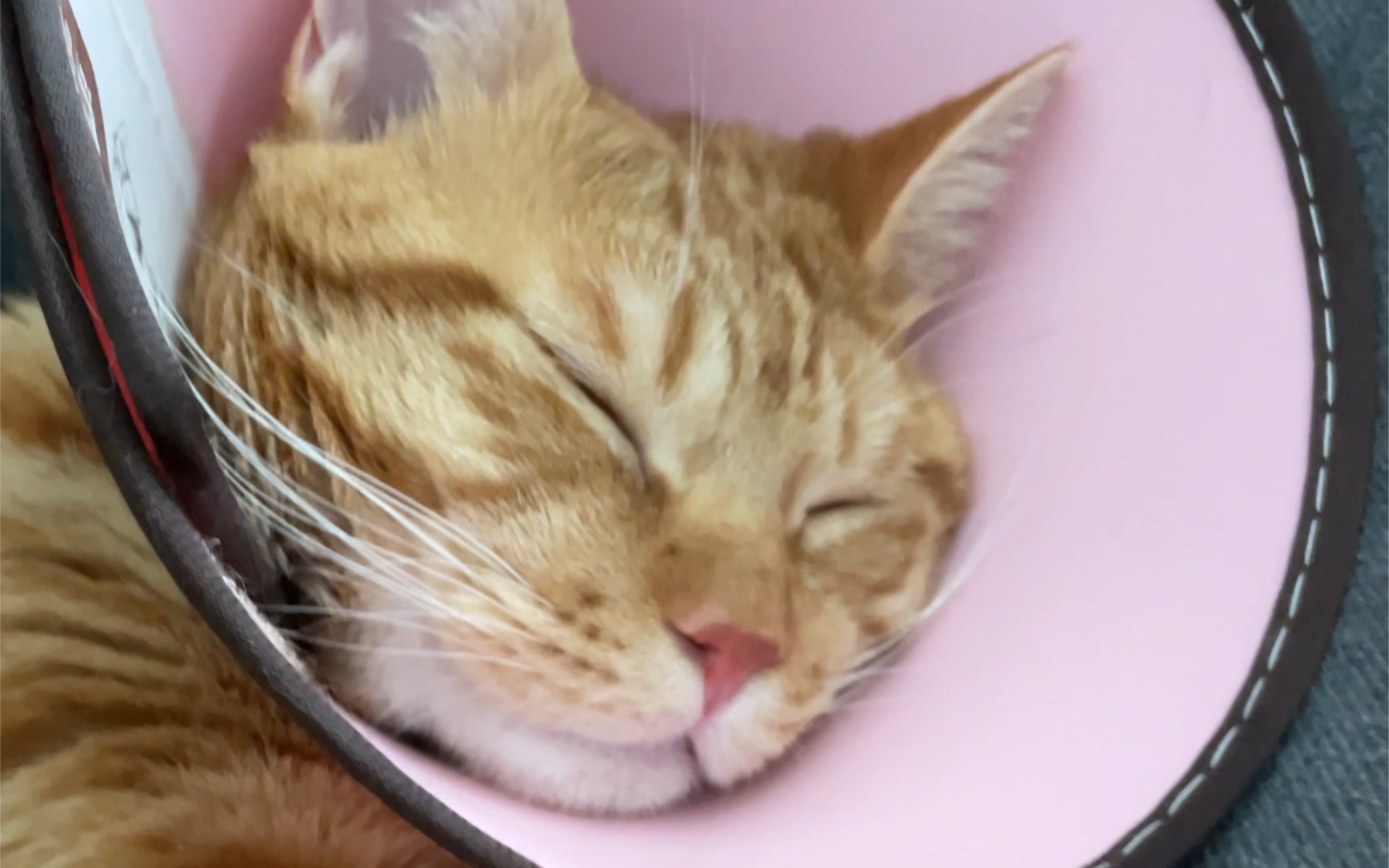 我会分享一些睡得很香的小猫咪