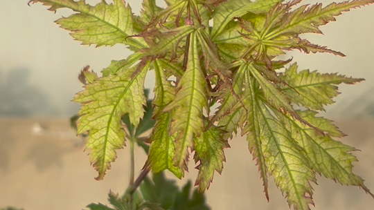 祖母精灵枫树原生苗