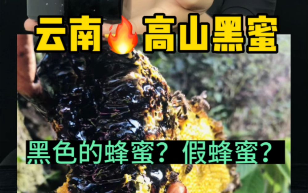 这黑色的蜂蜜 你们吃过吗?它到底是不是假蜂蜜?哔哩哔哩bilibili