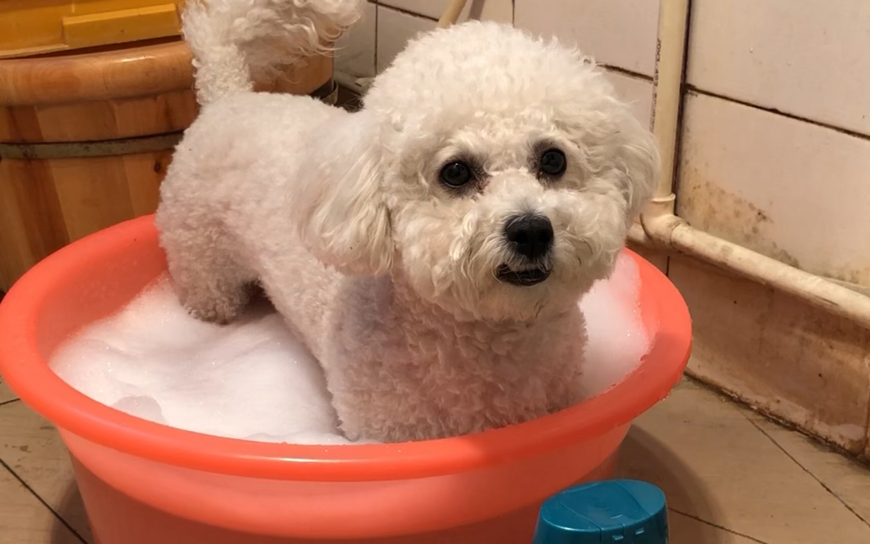 【比熊】臭毛洗澡记录