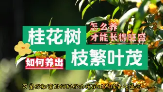 Video herunterladen: 桂花树怎么养才能长得旺盛？让我来告诉你如何养出枝繁叶茂的桂花树